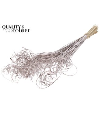 QC Palm Curly TT 100pc per bunch Champagne ( x 5 )