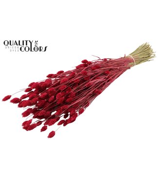 QC Phalaris per bunch Cerise ( x 20 )