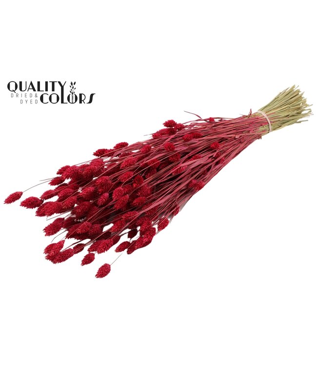Phalaris per bunch Cerise ( x 20 )