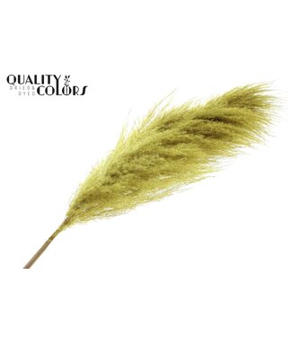 QC Pampas Grass ± 175cm p/pc in poly Yellow ( x 10 )