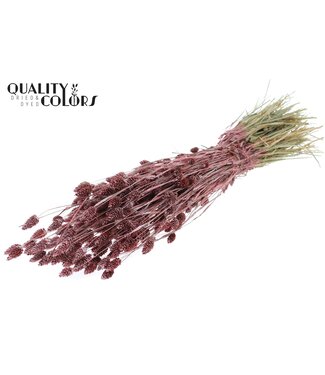 QC Phalaris per bunch Metallic Red | Per 6 stuks