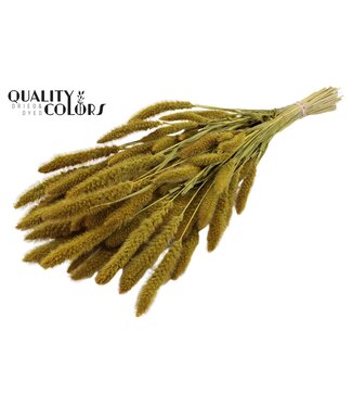 QC Setaria per bunch Yellow ( x 6 )
