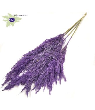 QC Plumes de Pampas Pourpres Givrées | Herbe de Pampas longueur 100 centimètres | 5 plumes par bouquet | Par 10 bouquets