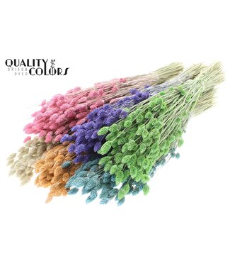 QC Phalaris per bunch Mixed colours Frosted ( x 6 )