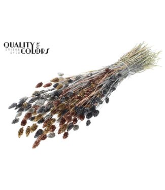 QC Phalaris per bunch Metallic Marmer Mix | Per 6 stuks
