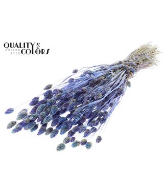 QC Phalaris per bunch Multicolour Light Blue ( x 6 )