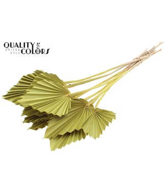 QC Getrocknete Palm Spear | Gelbe Palmblätter in Speerform | Pro 50 Stück