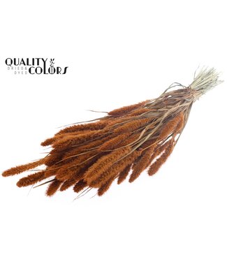 QC Setaria per bunch Terracotta ( x 15 )