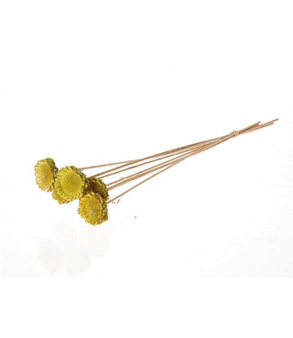 4A Grüner getrockneter Protea-Stecker | Länge 50 Zentimeter | Durchmesser 6 Zentimeter | Pro 6 Zweige