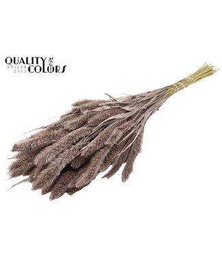 QC Setaria per bunch Champagne | Per 15 stuks