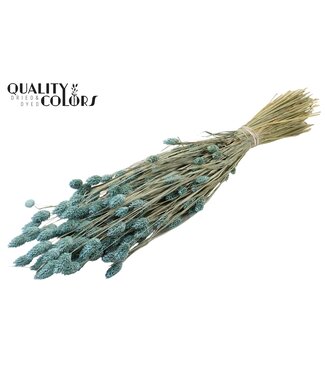 QC Phalaris per bunch Frosted Light Blue ( x 6 )
