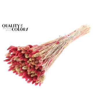 QC Phalaris per bunch (sunbleached) Lady mix ( x 6 )