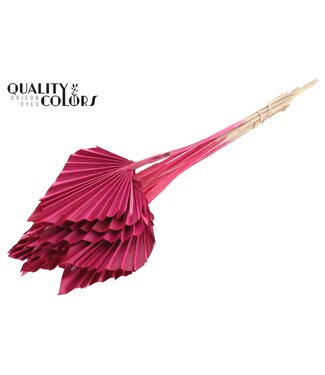 QC Palm Spear Séché | Feuilles de palmier cerise en forme de lance | Par 50 pièces