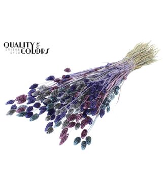 QC Phalaris per bunch Metallic Galaxy Mix ( x 6 )