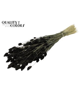 QC Phalaris per bunch Black ( x 6 )