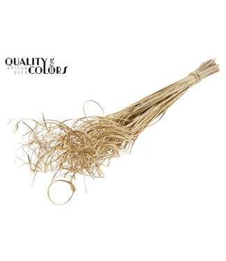 QC Palm Curly TT 100pc per bunch Antique Gold | Per 5 stuks