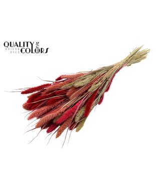 QC Setaria per bunch Lady Mix ( x 6 )