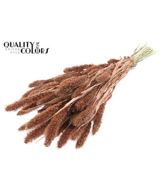 QC Setaria per bunch Copper + Glitter ( x 6 )