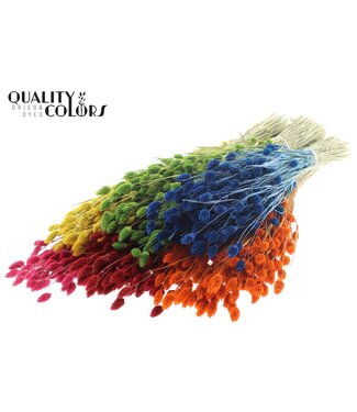 QC Phalaris per bunch Mixed Colours ( x 6 )
