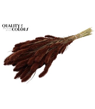 QC Setaria per bunch Brown ( x 15 )