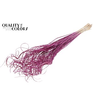 QC Palm Curly TT 100pc per bunch Lilac | Per 5 stuks