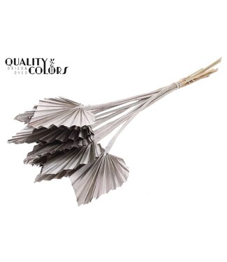 QC Gedroogde Palm Spear | Champagnekleurige Palmbladeren in speervorm | Per 50 stuks