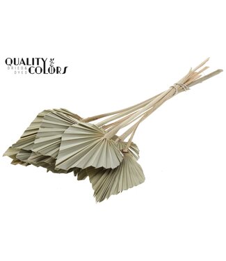 QC Gedroogde Palm Spear | Naturelle Palmbladeren in speervorm | Per 50 stuks