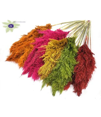 QC MIx Pampas Plumes | Pampas Grass length 100 centimetres | 5 plumes per bunch | Per 10 bunches