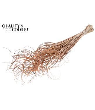 QC Palm Curly TT 100pc per bunch Frosted Salmon ( x 5 )