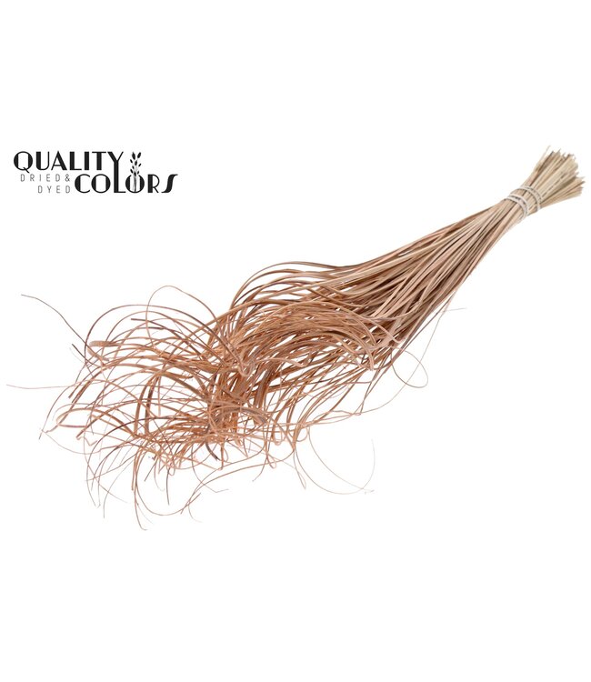 Palm Curly TT 100pc per bunch Frosted Salmon ( x 5 )