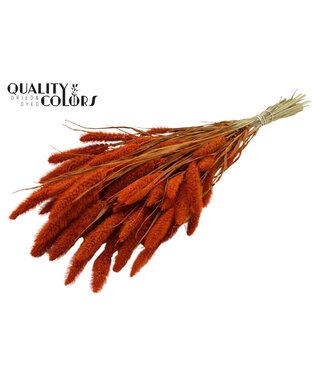 QC Setaria per bunch Orange ( x 6 )