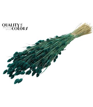 QC Phalaris per bunch Turquoise ( x 6 )