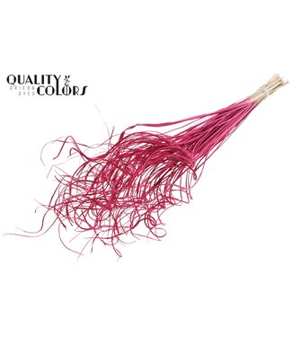 QC Palm Curly TT 100pc per bunch Cerise | Per 5 stuks