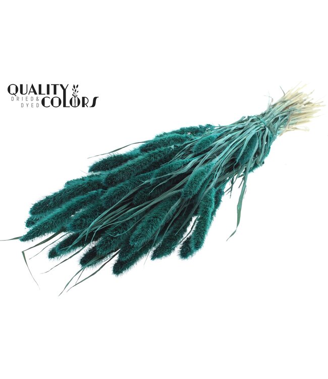 Setaria per bunch Turquoise ( x 15 )