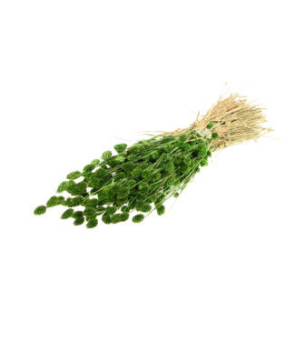 LDD Phalaris séchée | Fleurs séchées vert mousse | Par 20 bottes