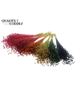 QC Lino Vlas p/bunch in poly Mixed Colours | Per 6 stuks