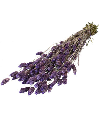 4A Lilac dried Canary grass | Phalaris dried flowers | Length 70 centimetres | Per bunch