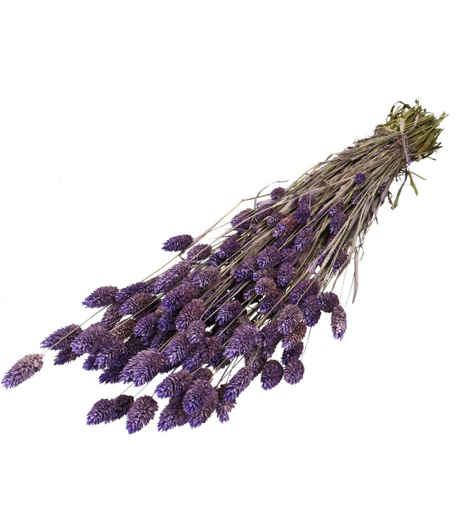 Lilac-coloured dried Canary Grass | Phalaris dried flowers | Length 70 centimetres | Available per bunch