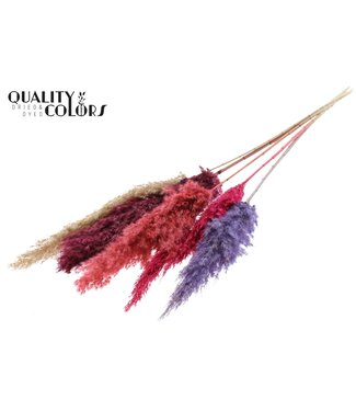 QC Mélange Coloré 9 Plumes de Pampas | Herbe de Pampas longueur 100 centimètres | 5 plumes par bouquet | Par 10 bouquets
