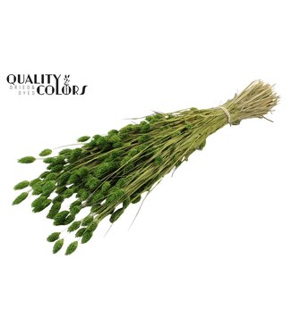 QC Phalaris per bunch Light Green ( x 6 )