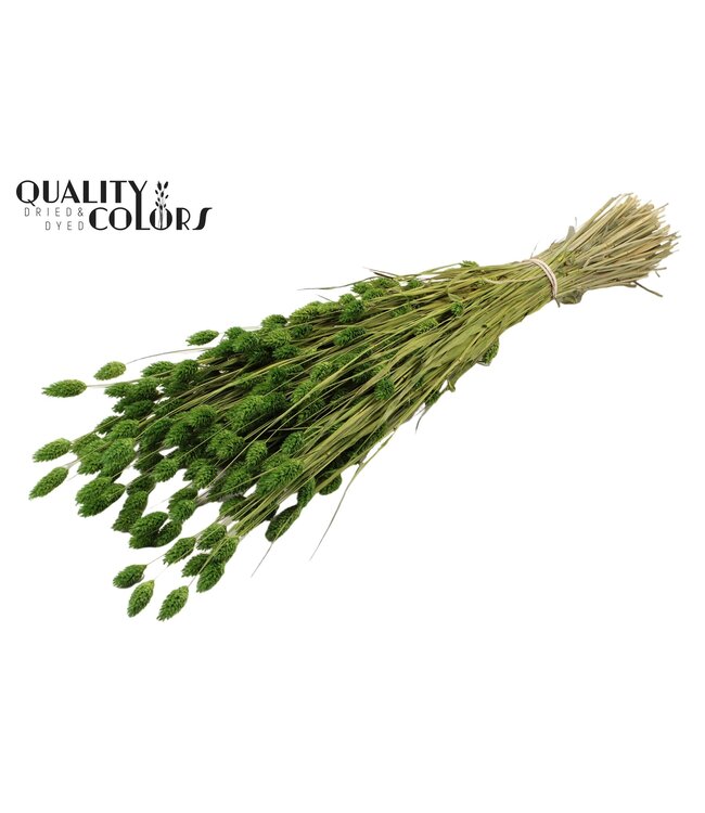 Phalaris per bunch Light Green ( x 6 )