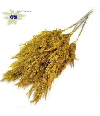 QC Plumes de Pampas Jaunes | Herbe de Pampas longueur 100 centimètres | 5 plumes par bouquet | Par 10 bouquets