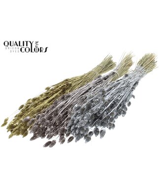 QC Phalaris per bunch Mixed colours Wedding ( x 6 )