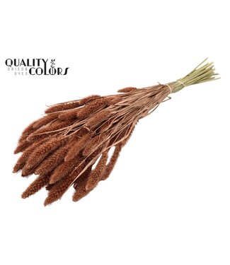 QC Setaria per bunch Copper ( x 6 )