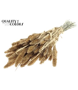 QC Setaria per bunch Antique Gold + Glitter ( x 6 )