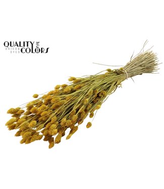 QC Phalaris per bunch Yellow ( x 20 )