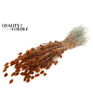 QC Phalaris per bunch Terracotta ( x 20 )