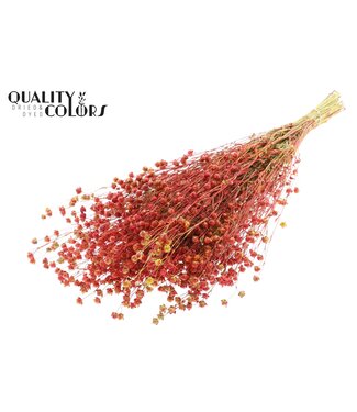 QC Lino Vlas p/bunch in poly Multicolour Red | Per 6 stuks