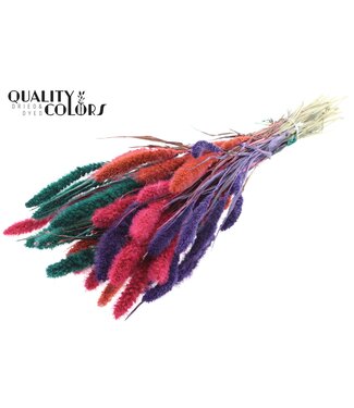 QC Setaria per bunch Colourful 4 ( x 6 )