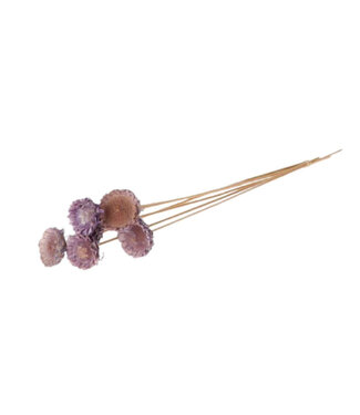 4A Tige lilas séchée Protea | Longueur 50 centimètres | Diamètre 6 centimètres | Par 6 branches